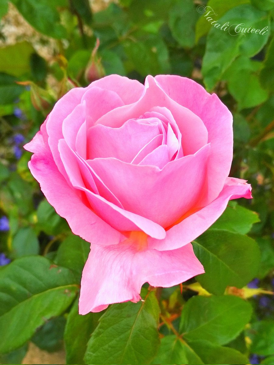 The bloom of a rose is magic. Are there roses on other planets or is it only earthlings who can enjoy them?... Dedicated to all mothers of planet Earth! 🌿🌹🌿🕊🌿🌹🌿 #cuteeli #art #nature #NatureBeauty #NaturePhotography #pink #positive #garden #RoseWednesday #flowers #memory