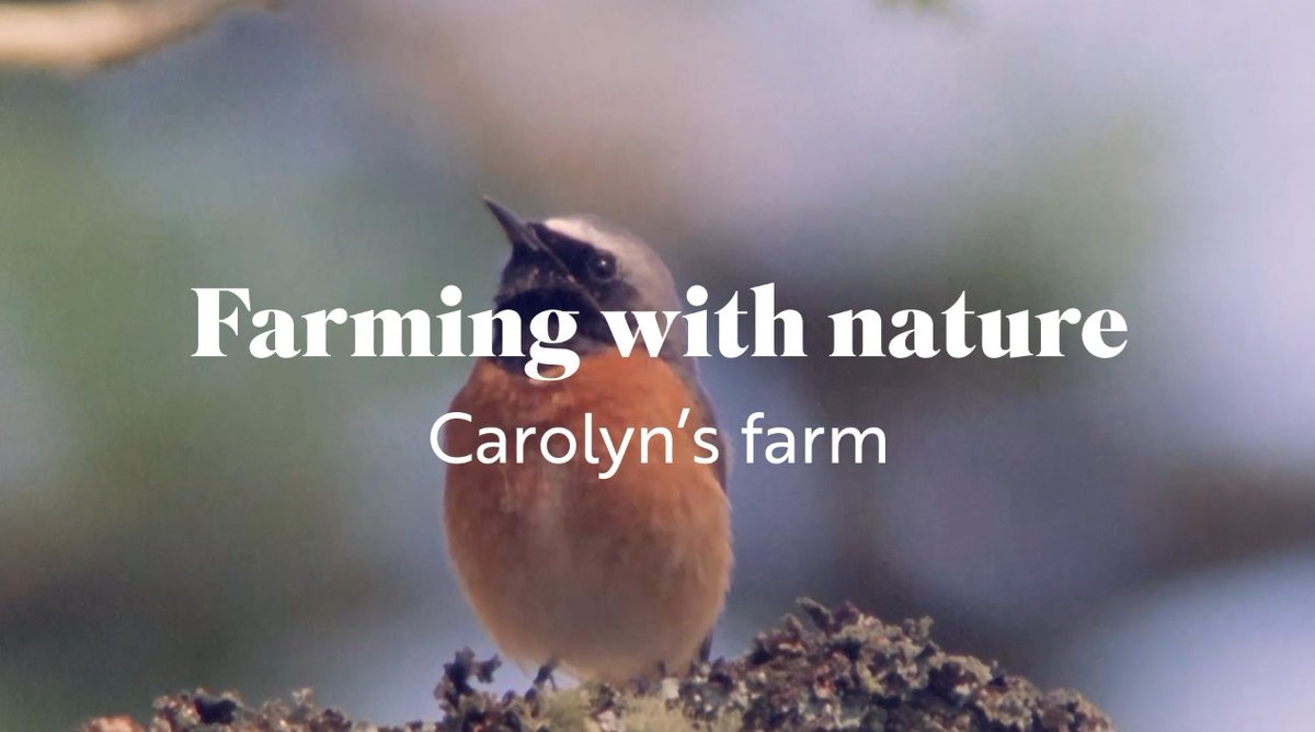 Our goal is to work with #farmers and the #food industry to restore and protect #nature on UK farms.  Find out how one of our licensees, @FarmWilder is doing just that on their @Natures_Voice Fair to Nature certified farms 🪱🐝🐞🪺 youtu.be/RdsseT72y_8?si…