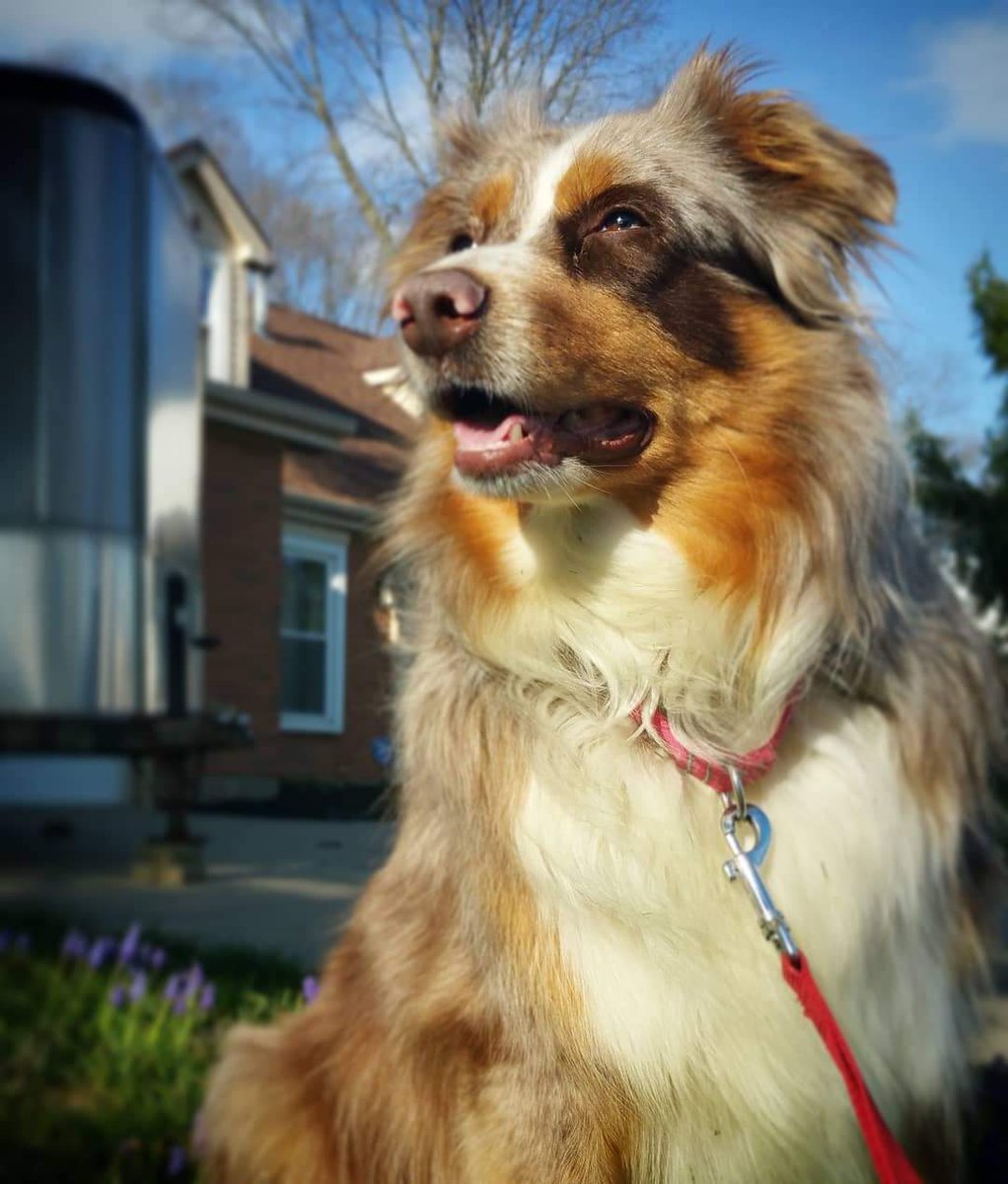 #WontLookWednesday . 
With a dash of tornado watch. Dammit Ohio!
#dogs #australianshepherd #dogsofx