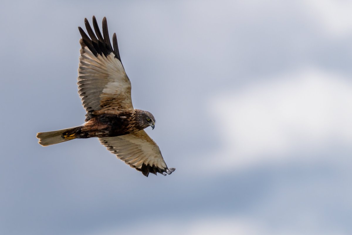 This #MarshHarrier had his eye on a tiny Coot chick down below. #birds #birdwatching #nature #sonya7rv #sonyalpha #birdphotography #wildlife #naturephotography #wildlifephotography #birding #best #birdlovers #photography #captures #naturelovers