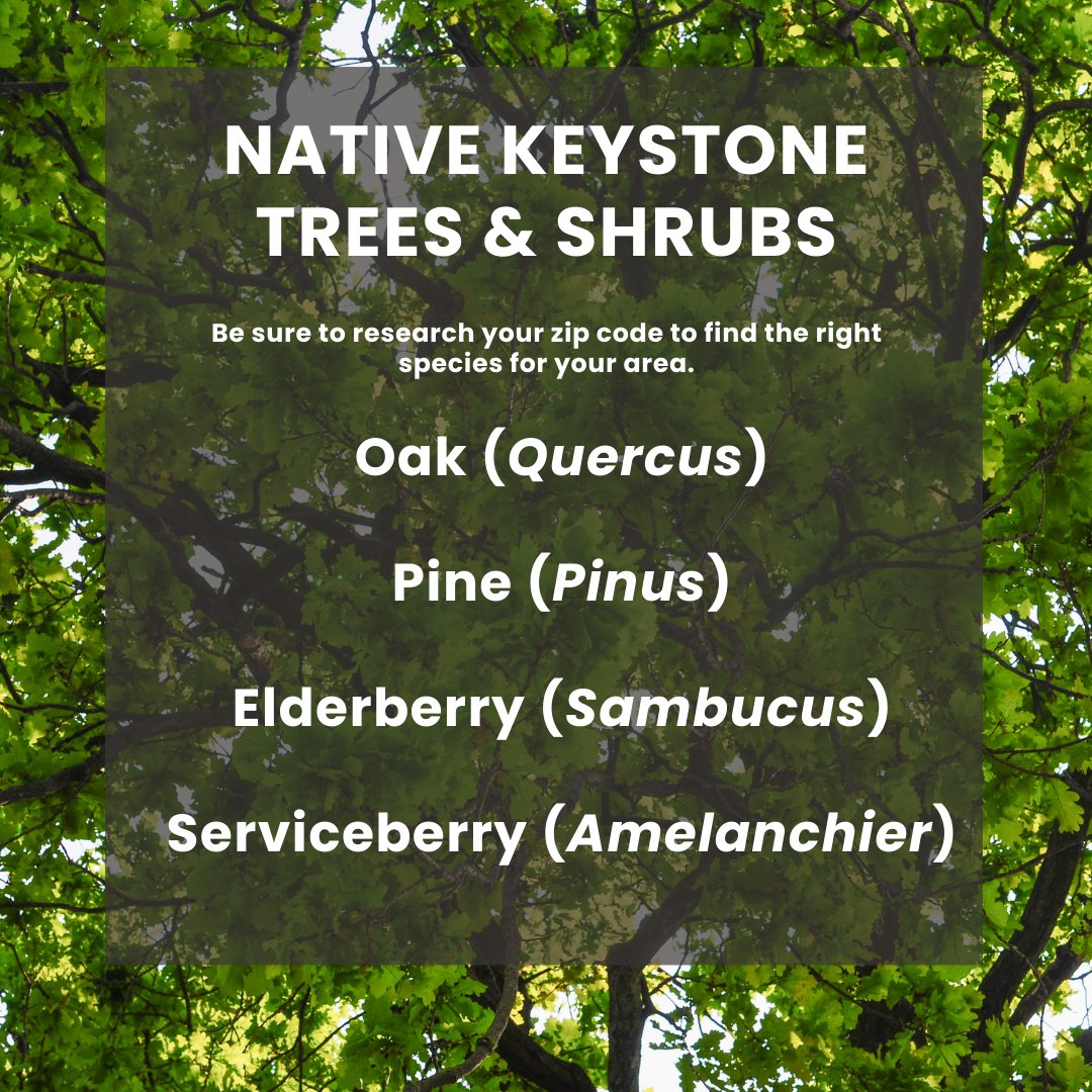 🌱 April is #NativePlantMonth!  Start a garden that’s not only beautiful but also supports your local birds, butterflies, bees and other pollinators, wildlife gardening with native plants. 🐝 🐛 🦋 🐦 

It's easy AND beneficial far beyond your own backyard! What are you waiting