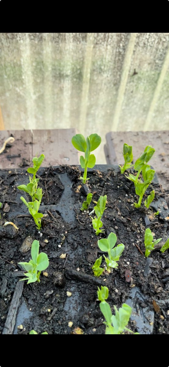 tch567's tweet image. Peas have sprouted 🫛 Such Joy 💚

Planted extra 2freeze ✨

#SelfSustainability 
#SelfSovereignty 
#GrowFood4U 
#Livingry