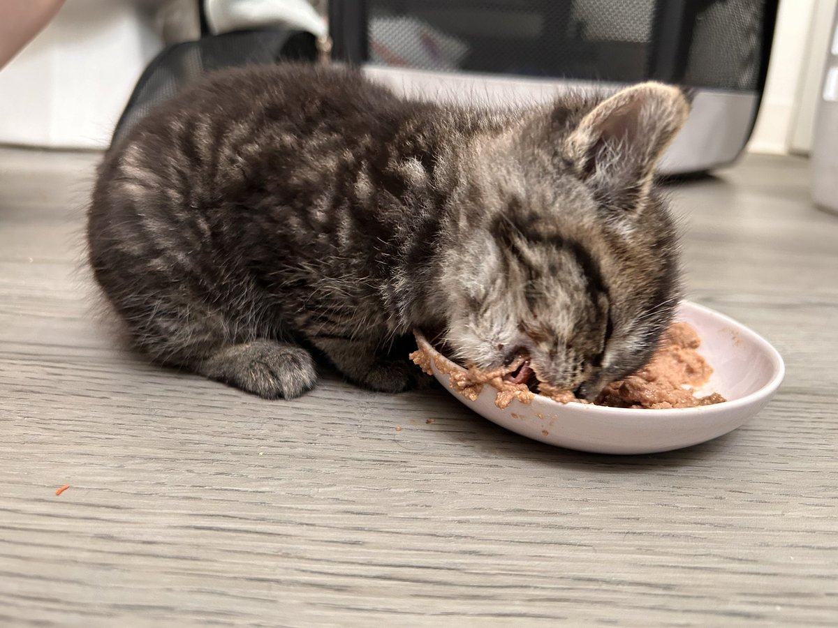 vertebrats's tweet photo. he is going to see the vet very frequently this coming week, but i think the little guy has a dislocated jaw. xrays showed no broken bones though. and today the swelling has gone down a tiny bit and his left eye socket is opening up just a tiny bit! https://t.co/JOVbjeAuCz
