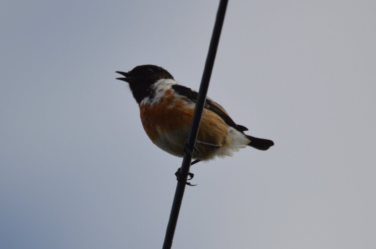 Stonechat singing directly above my head today at Cemlyn Bay on Anglesey for #BirdsSeenIn2024