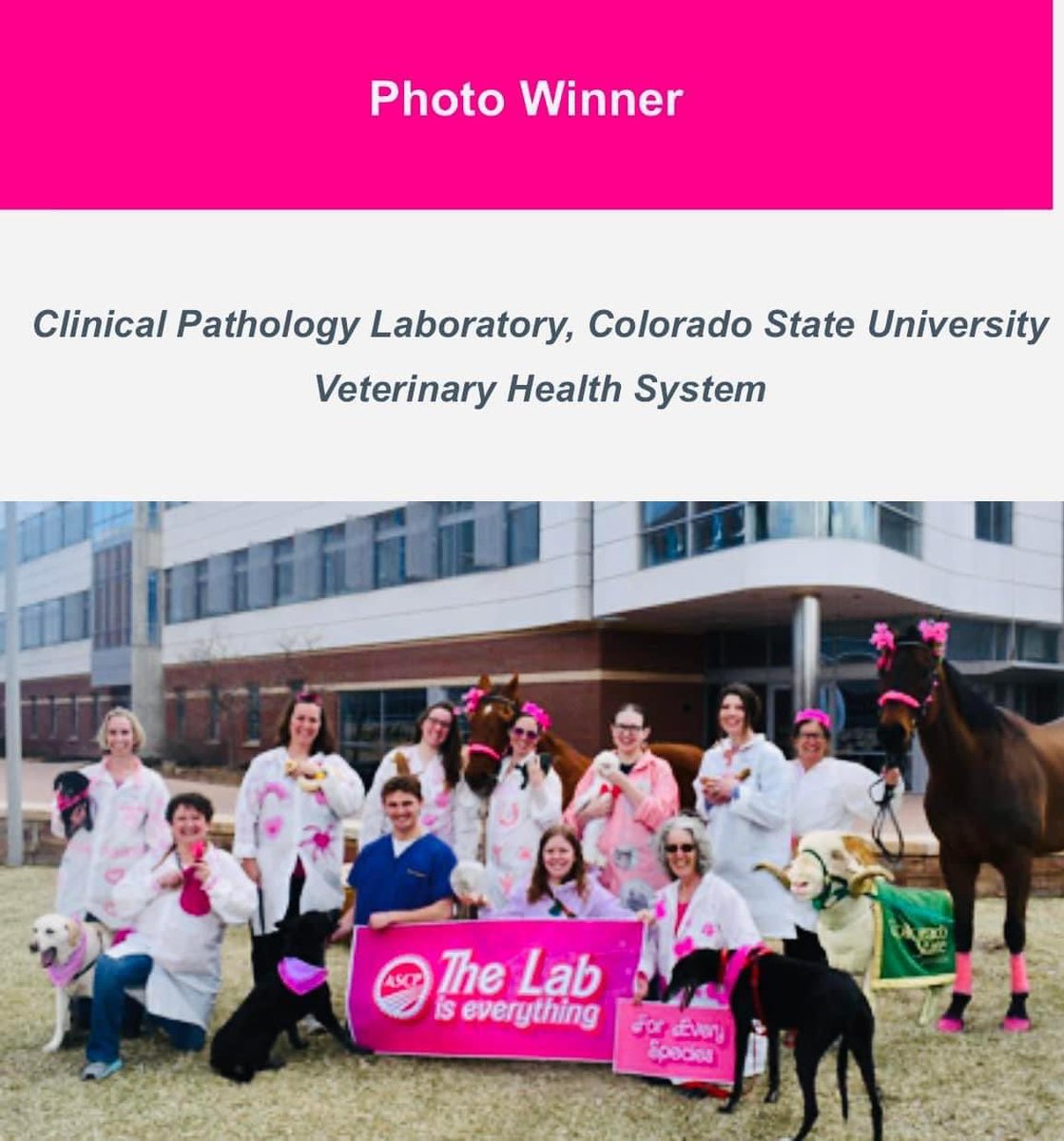 iwallacemls's tweet image. When Cam the Ram wins #LabWeek!!! Way to go @ColoradoStateU @CSURams!!!

#Lab4Life #ASCPLabWeek24 #ProudAlumni