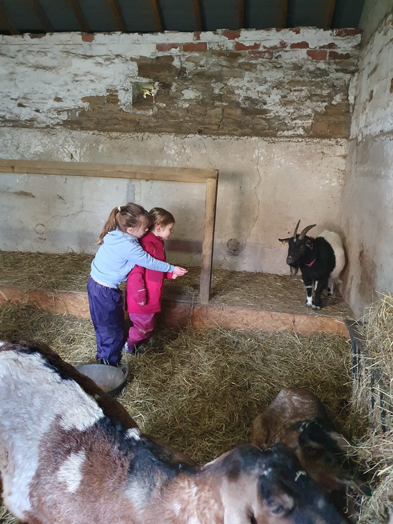 Thurlstone rainbows visited Berry Moor farm recently where 5 girls made their promises. The older girls were fab in helping the young rainbows too! 

#britishfarming 

@GirlguidingNEE @Girlguiding @Chief_Guide