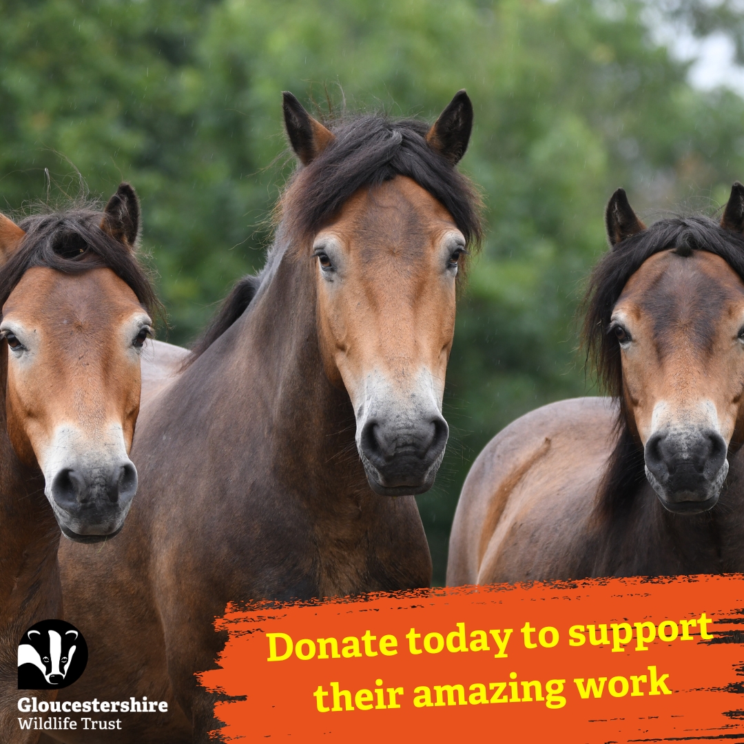 🐴 Help our ponies fight climate change and create thriving wildlife habitats! Your donation supports fencing for conservation grazing, enhancing biodiversity, and creating ideal butterfly habitats. Donate today to support their amazing work! 🌱 ow.ly/Ax4J50R7fCl