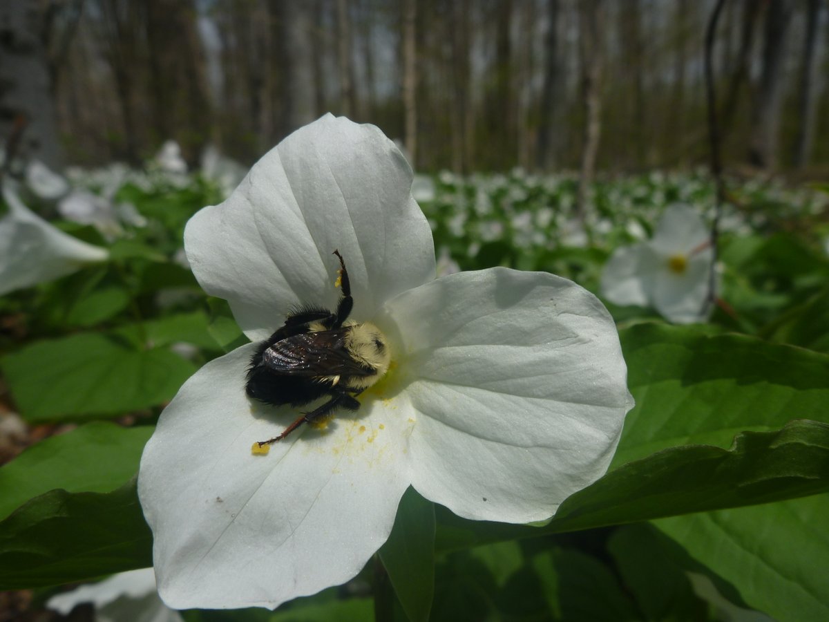 #UofG researchers uncover the unexpected ability of bumblebee queens to withstand flooding. The discovery arose from an unexpected experimental error when water accidentally flooded containers housing overwintering bumblebee queens. Learn more: uoguel.ph/y7e4h