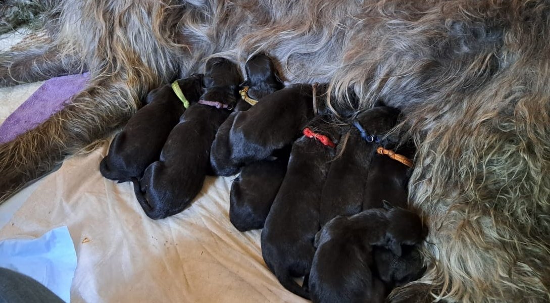 👋 Hey everyone! Even if it's not #TullyTuesday, it's still time to celebrate! 🍀🥳 Tully is now the proud mother of nine adorable puppies! 🐶💞🐾 We're relieved and overjoyed that everything went smoothly. 😊 #ScottishDeerhound #Finchhill