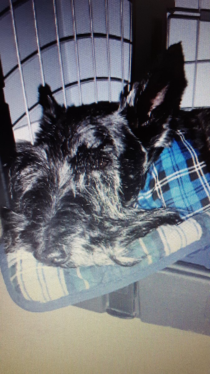 CindieM95386652's tweet photo. De ast time I wore dis bandana, 8/13/23 ๐๐๐ฅฐ Show em if ya got em...#DogsinBandanas https://t.co/1ct7vwdyc1