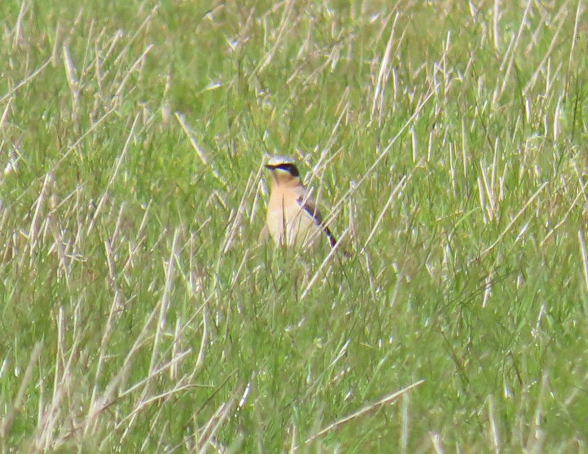 A very breezy, cold butterfly transect at Abberton today, just 2 Peacock & 2 GV White seen. There were a few birds though, nice drake Garganey, a very close Arctic Tern with 16 Commons off LB causeway, 3 Wheatear, Greenshank, Spoonbill, 2 LR Plover, 3 Marsh Harrier & 4 Swift.