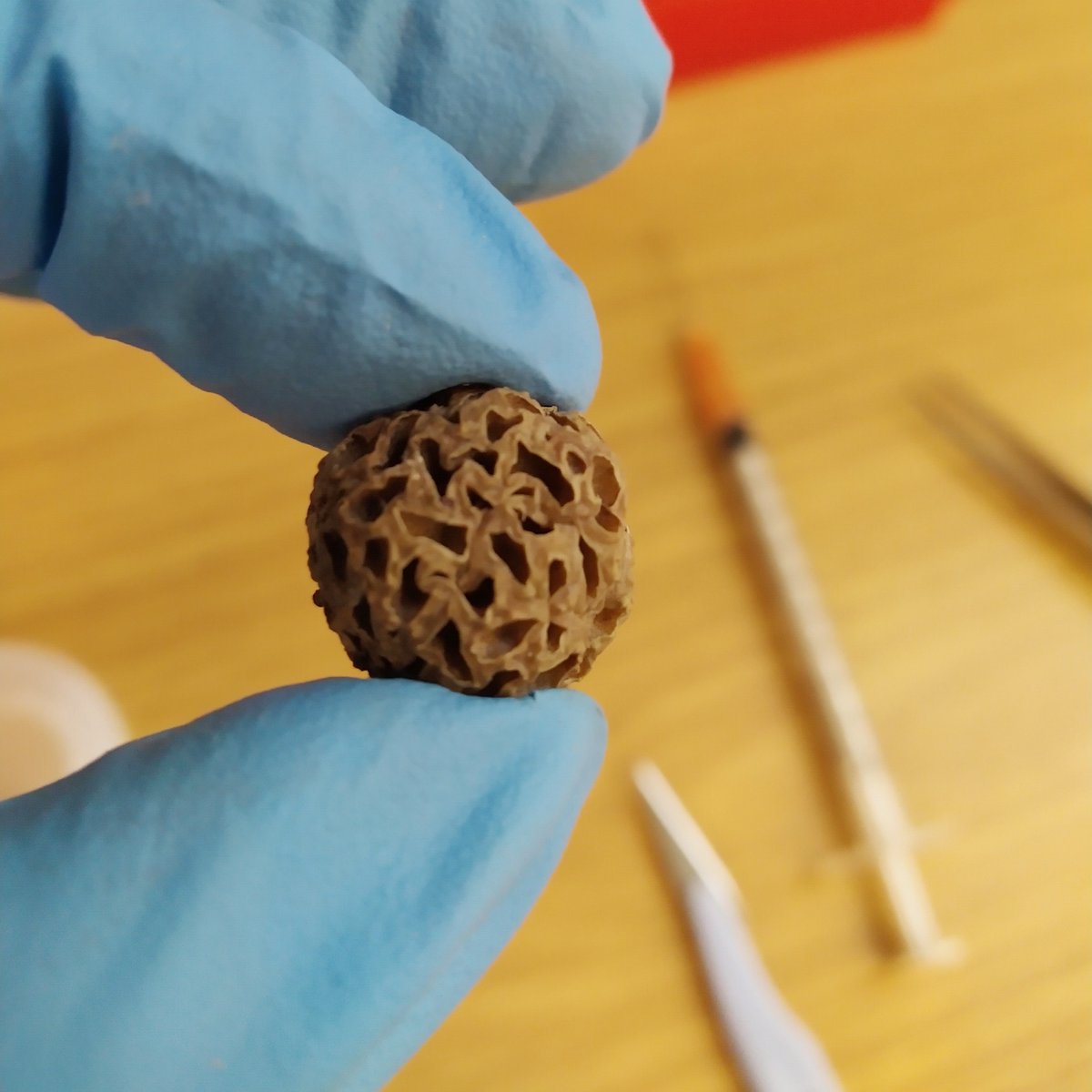 Do you want to help us sequencing Kew's Fungarium? Please, apply to senior project manager ASAP! You will have a degree, or a relevant equivalent qualification, in a science discipline and a professional qualification in project management.🍄🧬#omics careers.kew.org/vacancy/senior…