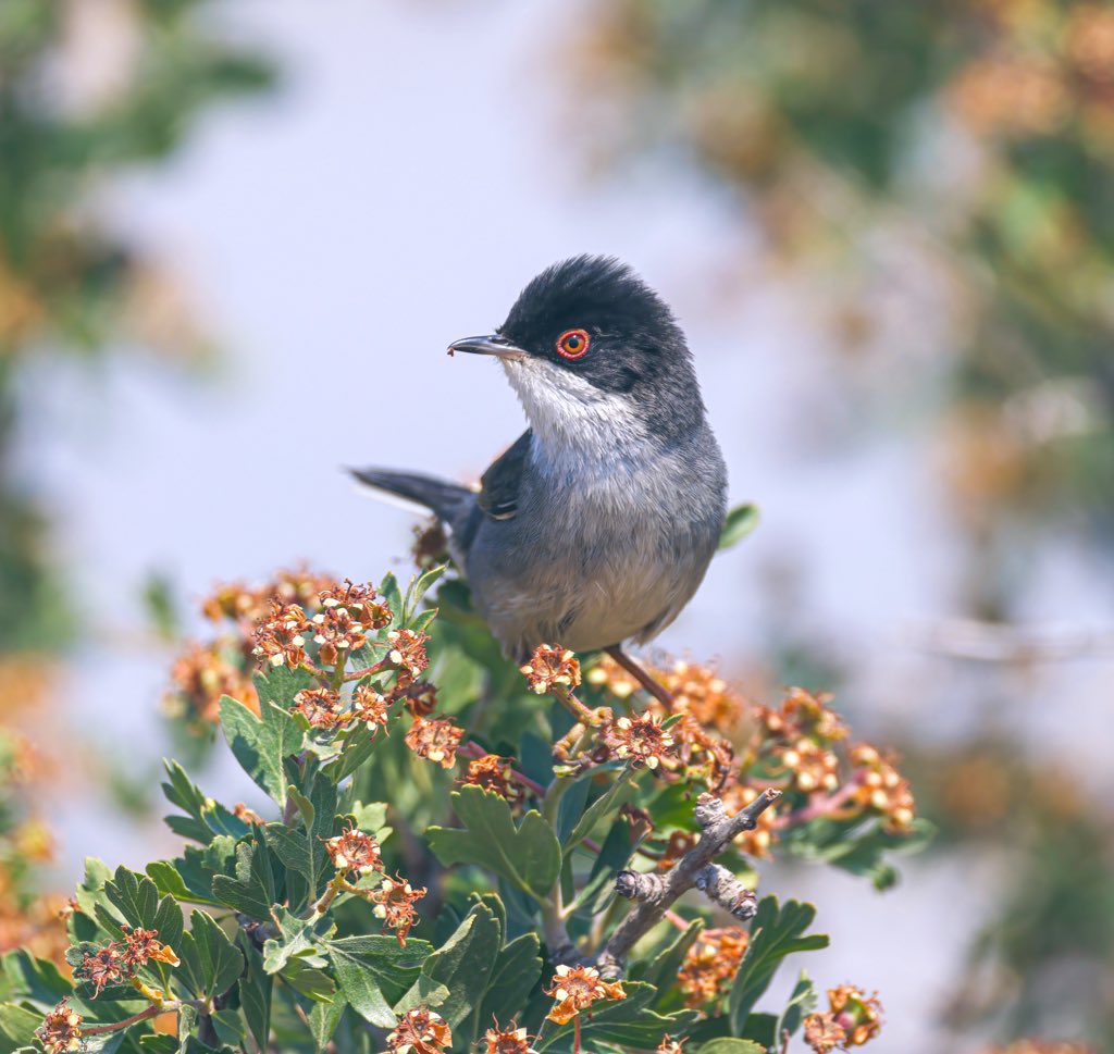 Jeff’s Wildlife Photography tweet media