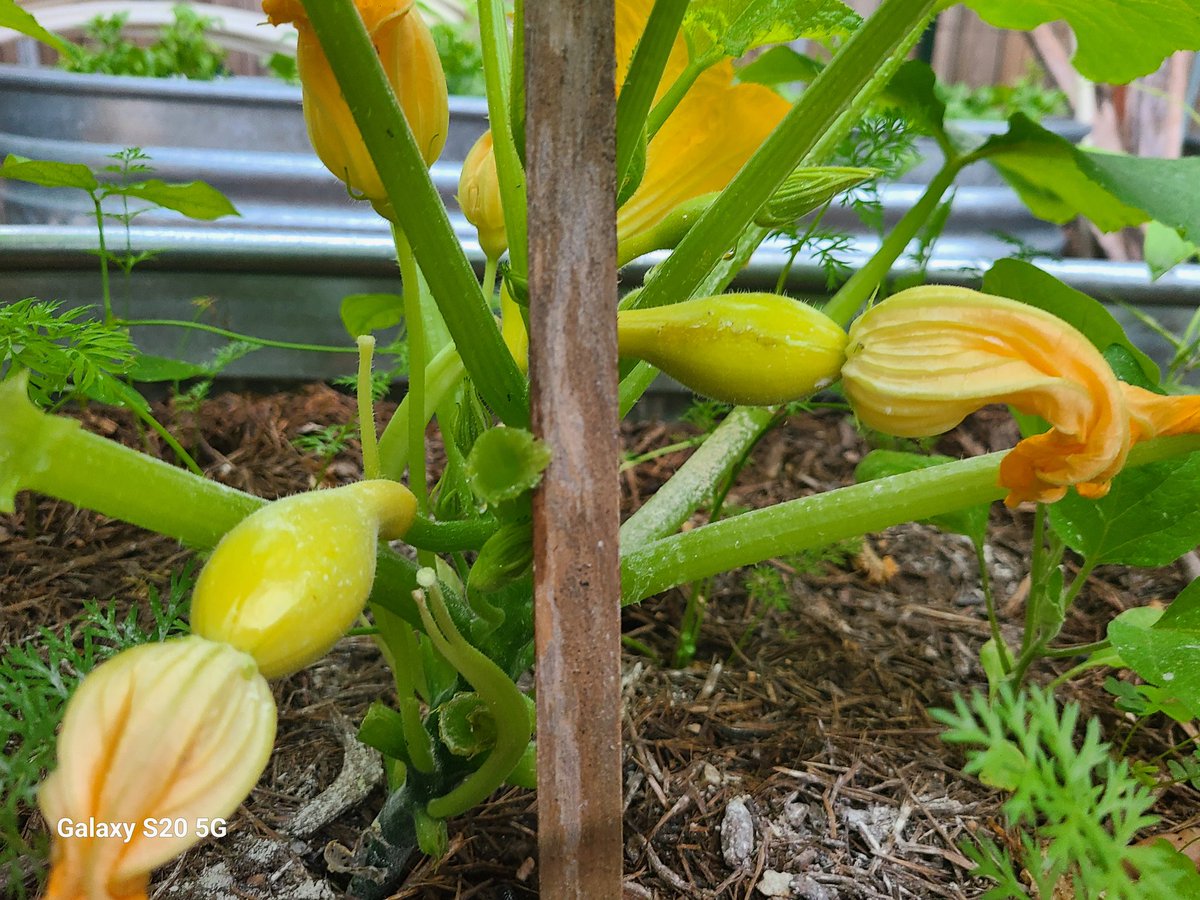 TennisBuddYs's tweet photo. Thank you busy bee 🐝
#wednesdaythought Did I pick these too early? Pup eats them off the plant if he can reach he is naughty🤪
Love #gardening #fruitsoflabor #HealthIsWealth https://t.co/EWxltqmY9h