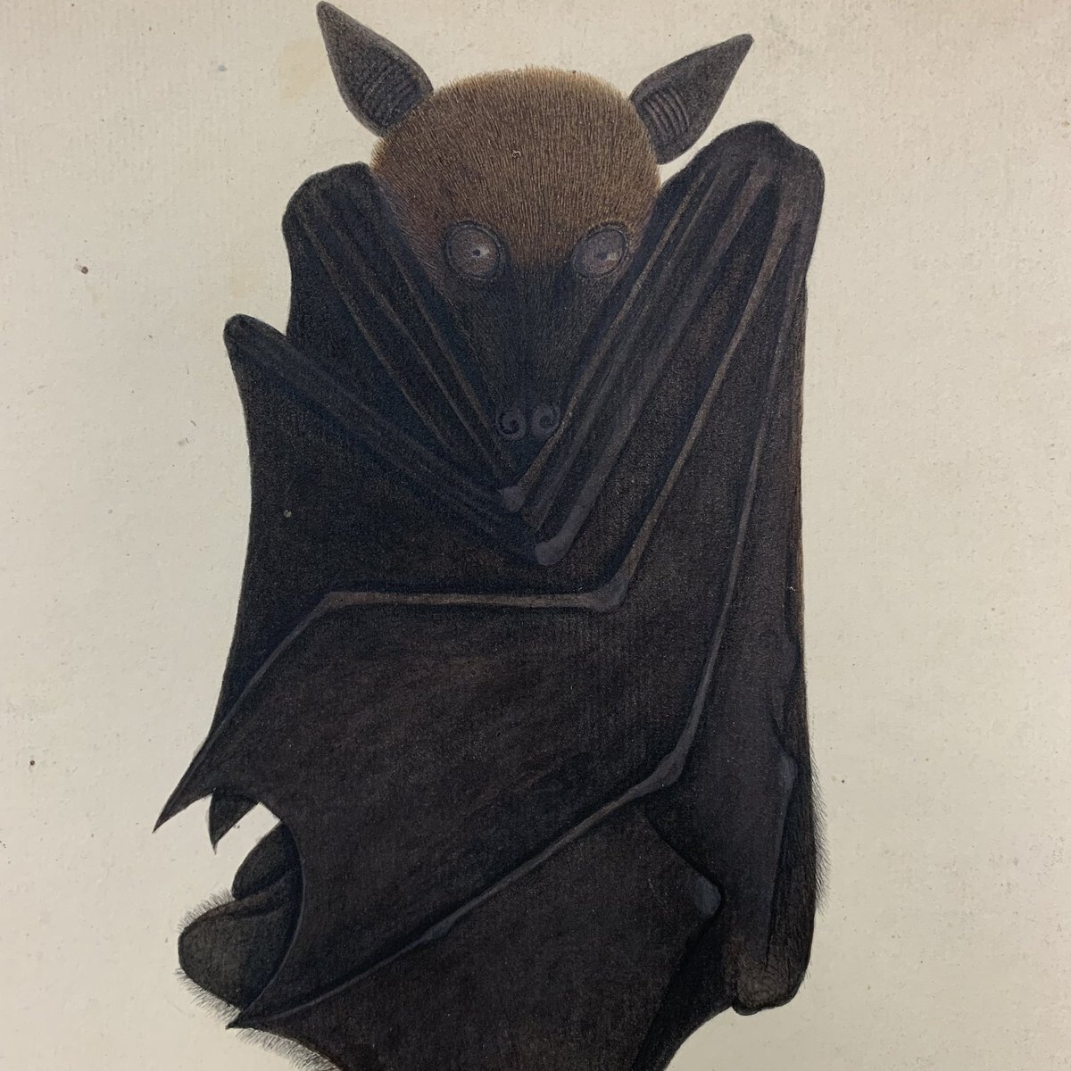 Someone kindly reminded me that it’s #BatAppreciationDay 🦇🦇 Here are some details from two of my favourite watercolour drawings from Bengal collected by Francis Buchanan-Hamilton, c. 1795-1806. British Library NHD3