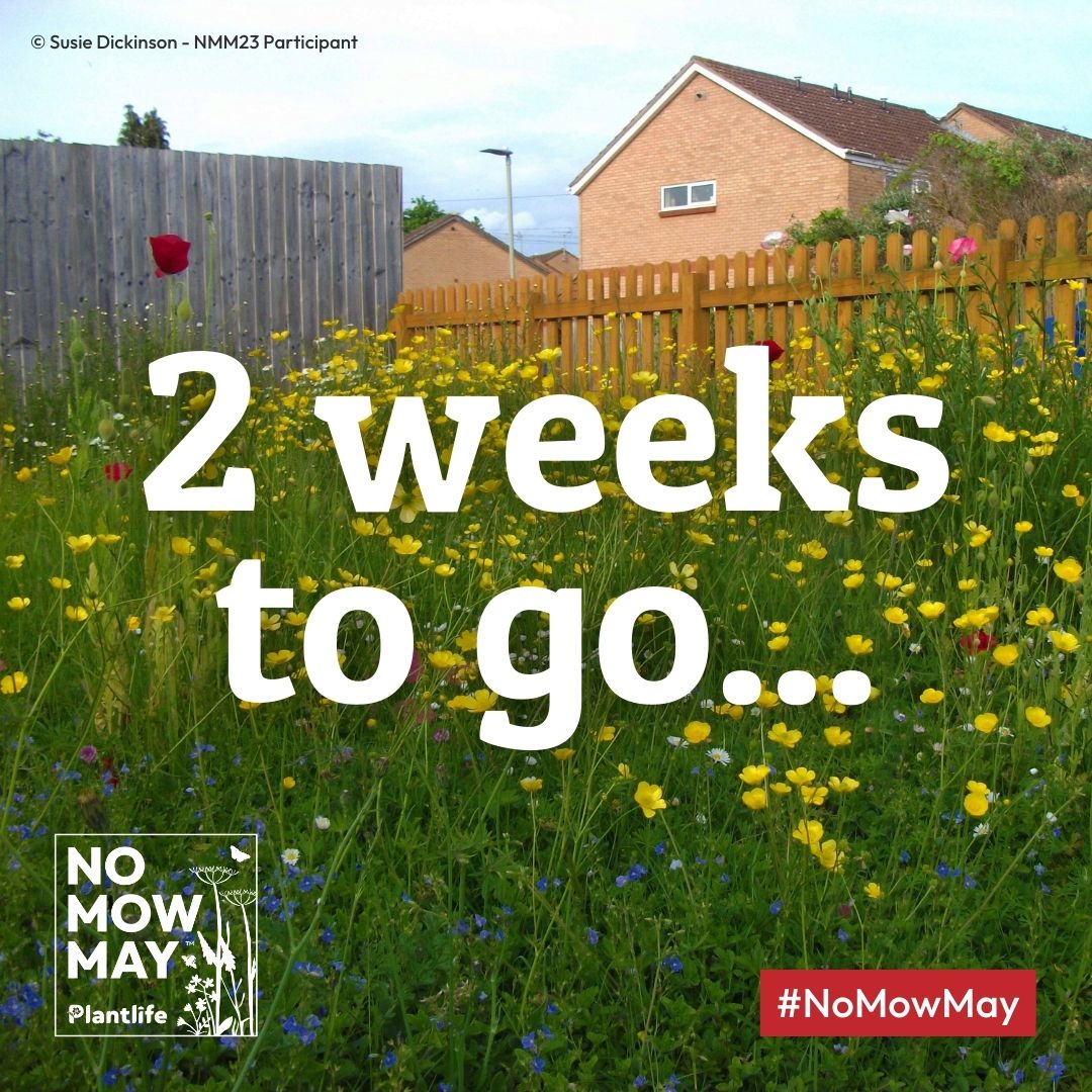 2 weeks to go...🌷🌱 Cut with #nature in mind this #NoMowMay and help your local wildlife!🐝 Do something special for nature and join here 👉 bit.ly/3UWii6B