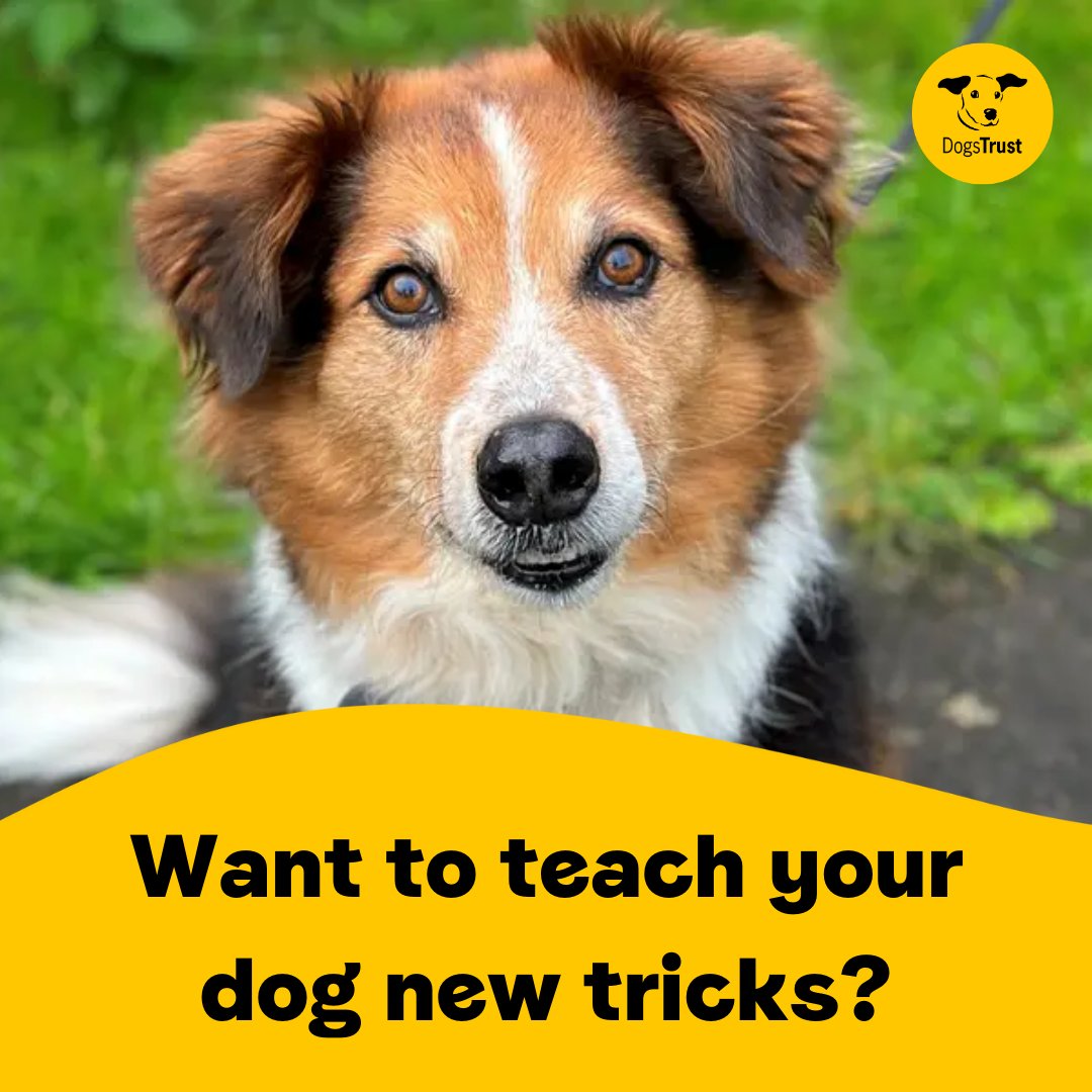 Have you heard? 🤔 Dogs Trust Dog School have 1-2-1 sessions available this month at the Darlington Rehoming Centre and Hemlington Lake Recreation Centre Find out more details, link in bio ☝️☝️ @DogsTrust #DogsTrust #Darlington #Hemlington #DogTraining #DogTricks
