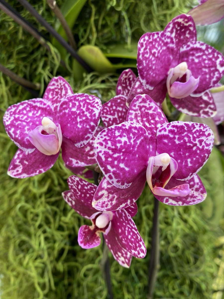 An incredible display of orchids at the Niagara Parks Floral Showhouse. More than 1,500 Phalaenopsis orchids to brighten this otherwise cold spring day. ⁦@NiagaraFalls⁩ ⁦@NiagaraParks⁩ 🇨🇦