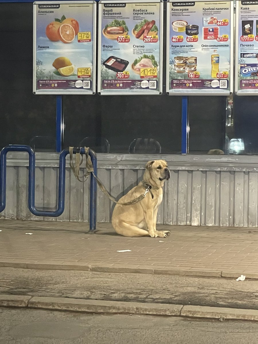 Просто пес сидить на попі