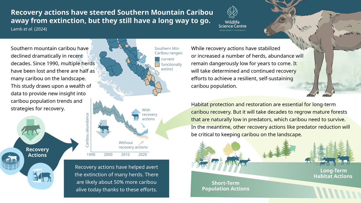 NEW PAPER: We followed the fate of 40 caribou herds —the southern mountain caribou population—to assess their trajectory and response to recovery actions. What we found was surprising and bitter sweet: dramatic declines but recent recovery due to controversial measures. 🧵 (1/n)