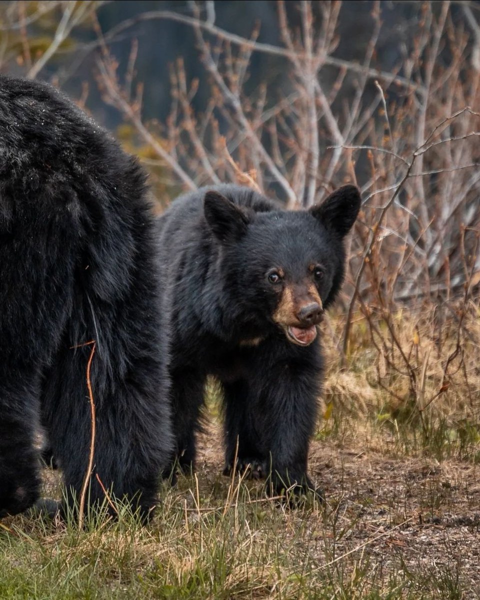 Bear cub, Jasper AB