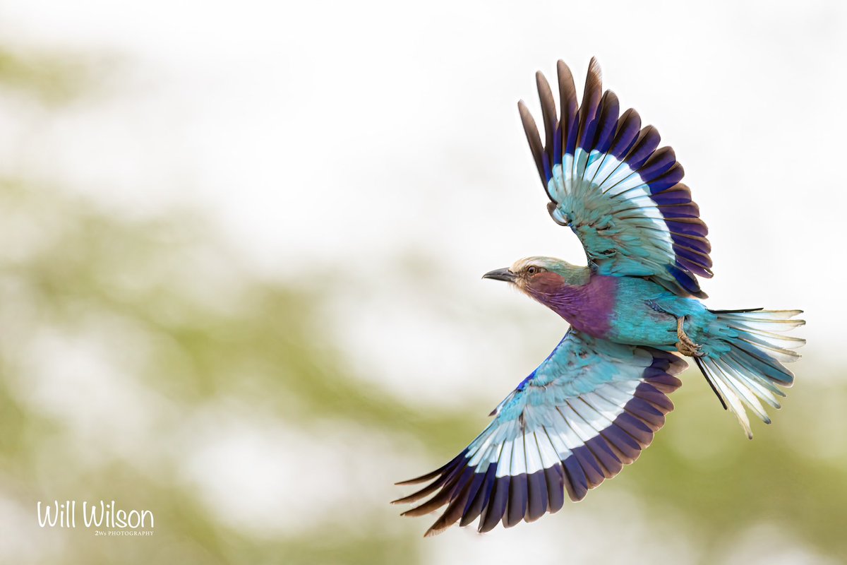Meet our feathered friend, the lilac-breasted roller, who's chosen Mantis @EpicHotelSuites as its perfect sanctuary. With colourful feathers, it adds magic to our surroundings. Book your stay today and connect with nature at our doorstep. 📷@2wsphotography #VisitRwanda🇷🇼