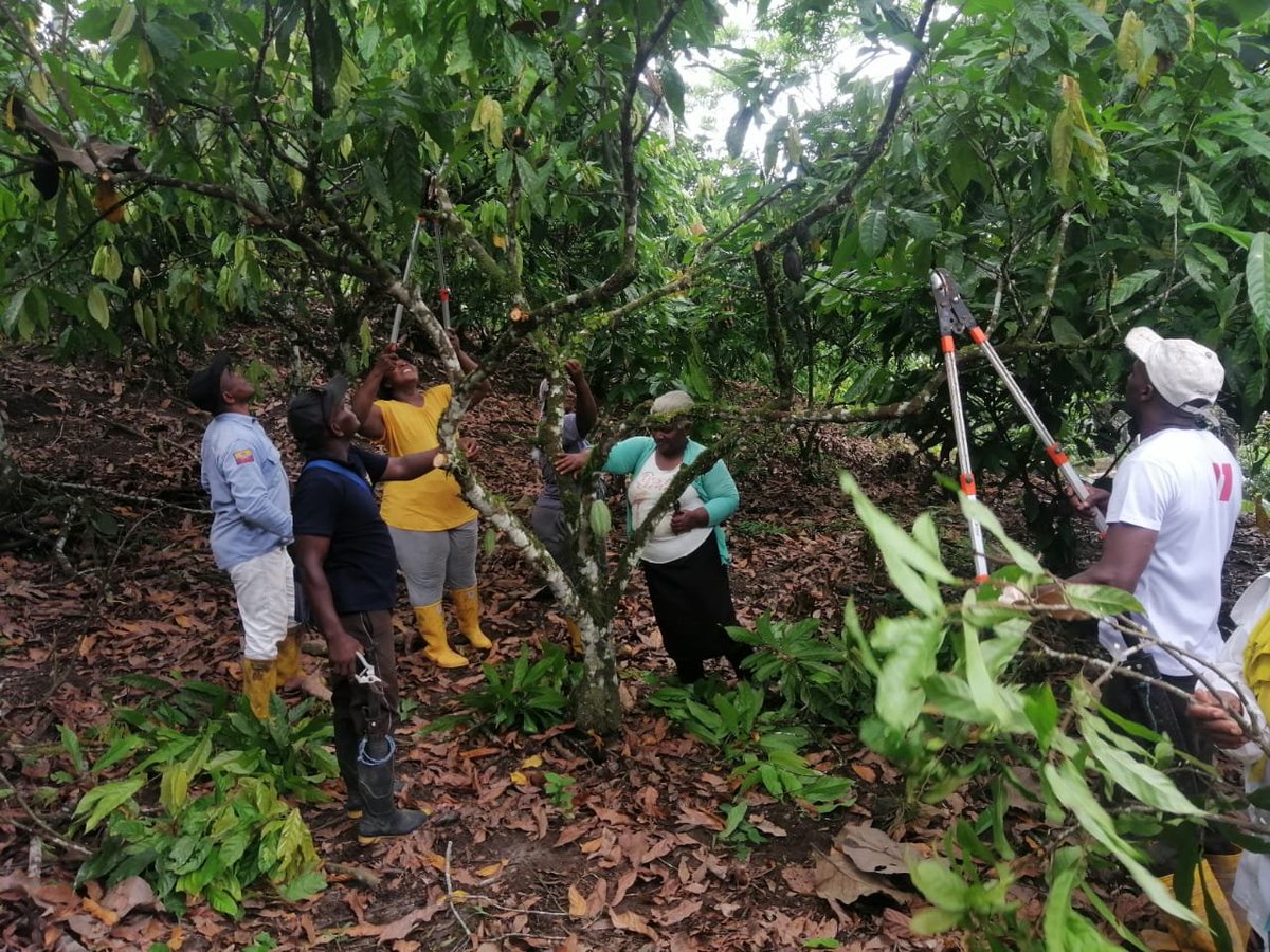 Agricultura_CZ1's tweet photo. #Esmeraldas l Técnicos del proyecto #PIATER, realizan talleres sobre poda de mantenimiento fitosanitaria, elaboración de bioinsumos líquidos para cuaje y amarre de flores y crecimiento de frutos  en la Comunidad de Aprendizaje del cantón Quinindé.

#ElNuevoEcuador https://t.co/iKaXkNbrMm