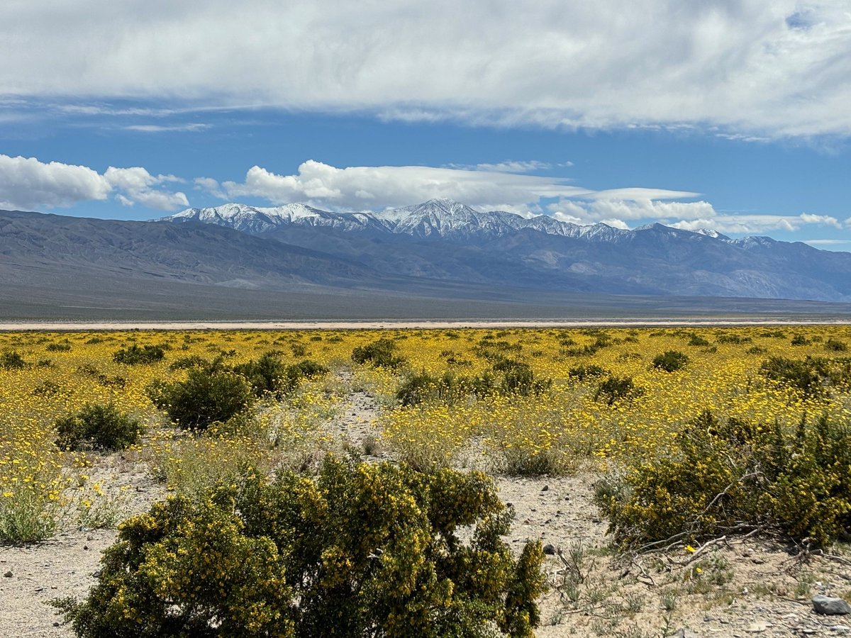 Wow! A historic superbloom graced the floor of Death Valley this year. Since 2006, MDLT has conserved 18 parcels totaling over 1,280 acres within DVNP, nearly 900 of which have since been conveyed over to the NPS. Learn more: mdlt.org/blog/anatomy-o… Photo by Kellie Flint