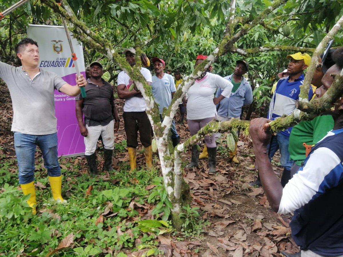Agricultura_CZ1's tweet photo. #Esmeraldas l Técnicos del proyecto #PIATER, realizan talleres sobre poda de mantenimiento fitosanitaria, elaboración de bioinsumos líquidos para cuaje y amarre de flores y crecimiento de frutos  en la Comunidad de Aprendizaje del cantón Quinindé.

#ElNuevoEcuador https://t.co/iKaXkNbrMm