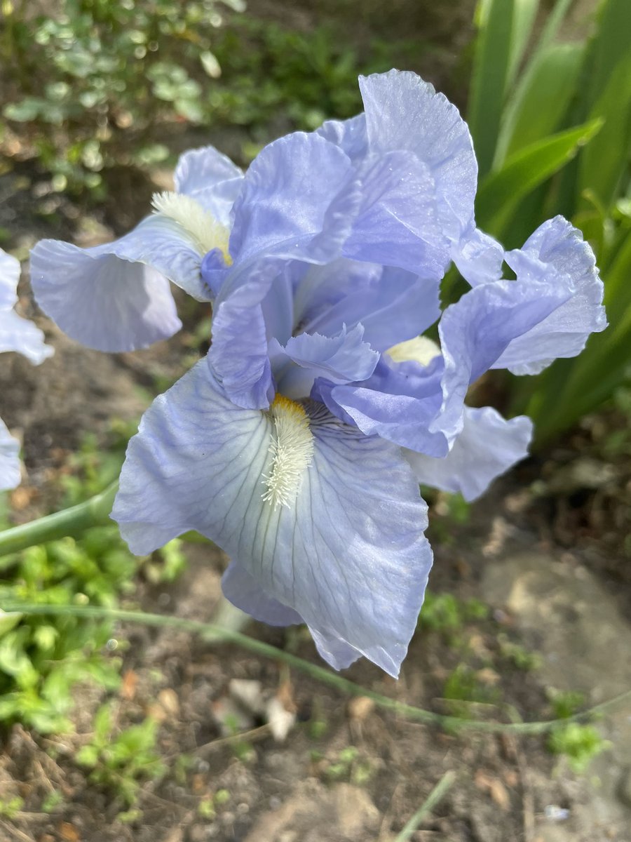 One of the first Irises to bloom right now is ‘Bel Azur’ bred by Cayeux in 1993. It is an Intermediate Bearded Iris (58 cm or 22,83 inch). #flowers #irises #GardeningTwitter #GardeningX #garden #gardening #MyGarden