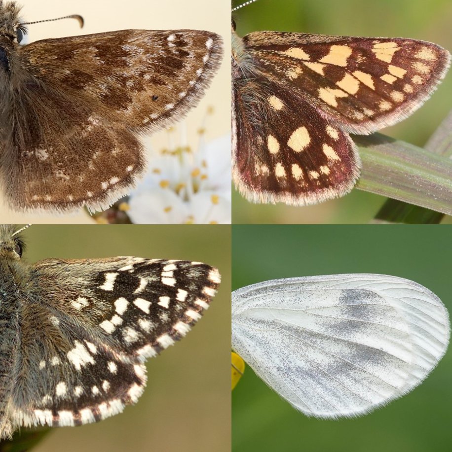 Interested in surveying for Northants #SpeciesRecoveryProgramme target butterflies, Dingy Skipper, Grizzled Skipper & Wood White (w/ bonus Chequered Skipper)? Come along to our ID and survey training day at Fineshade Wood! 🥳 May 16th, 9:30am-1pm: butterfly-conservation.org/events/butterf…