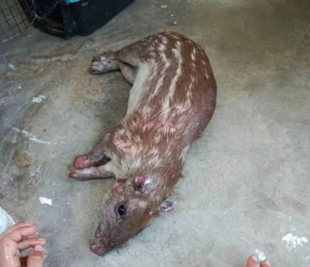 Este pequeño animal,llegó hasta el patio de una casa de La Candelaria cerca de las montañas, camino a Ocumare de la Costa en Maracay,estado Aragua. Estaba quemado, deshidratado, herido a pocos metros localizaron dos más sin vida,todo producto de los incendios de los últimos días.