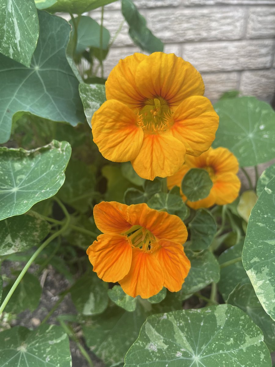 Nasturtiums and strawberries 🍓 😍😍😍 I need to order more nasturtium seeds, i think im obsessed with the lillypad-shaped leaves 🍃