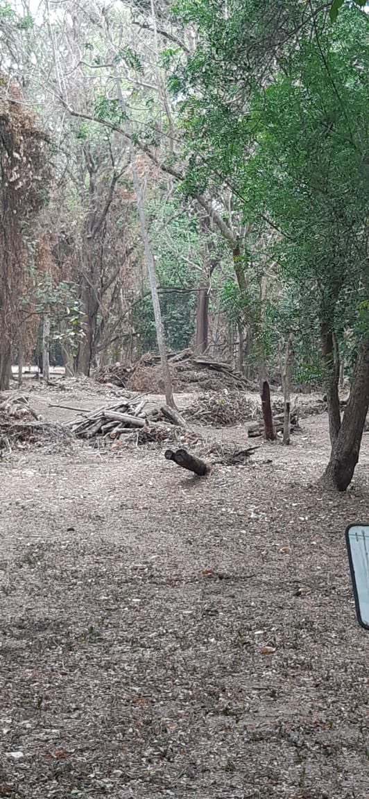Por alguna razón el Jardín Botánico de Naguanagua en este momento está siendo limpiado y deforestado aparentemente sin los cuidados requeridos en este tipo de áreas. Sin considerar las especies que ahí hacen vida. Queremos saber ¿que están haciendo en ese espacio?