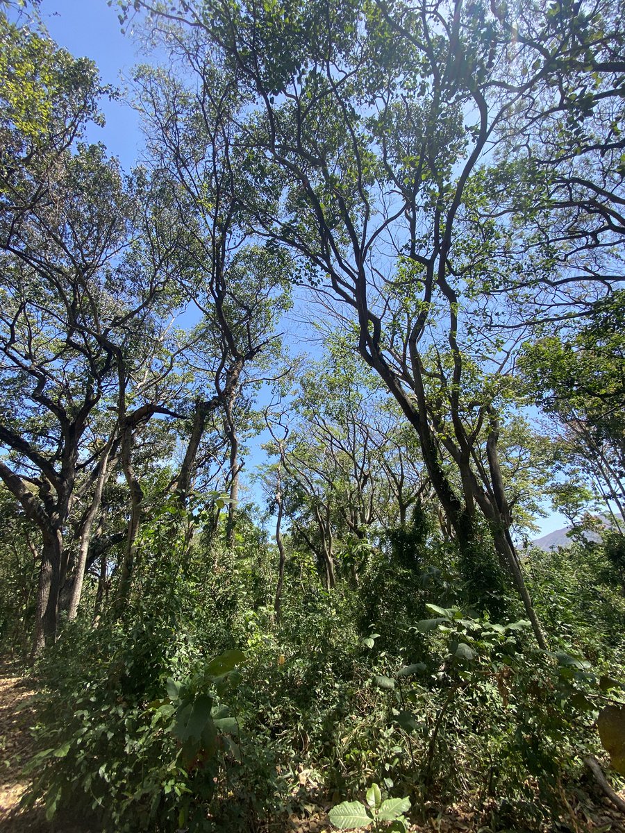 Aves de Carabobo tweet media