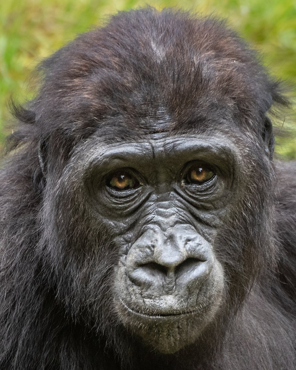 Help save gorillas and have a chance to win a Family Membership when visiting 4/20-4/21, by donating your electronics and accessories at the ECO-CELL booth at Wild for the Planet within the Zoo, or at the Membership window at the Zoo entrance. 🦍♻️ Info: bit.ly/3W23SEh