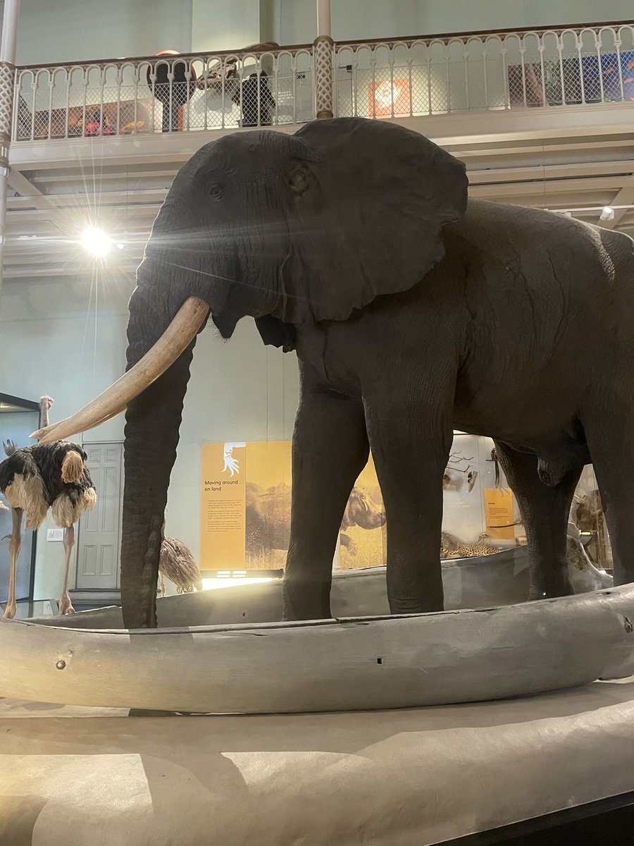 CultureDupleix's tweet photo. Voyage en Écosse. Au programme de ce lundi 15 avril, visite du National Museum of Scotland #scotland #culture #voyage https://t.co/We7y2WDAP6