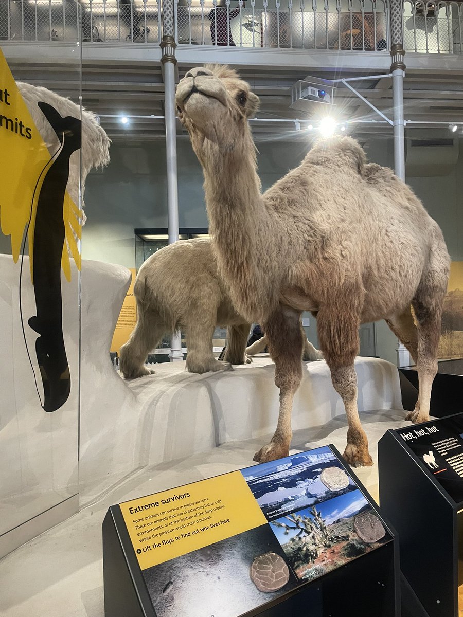CultureDupleix's tweet photo. Voyage en Écosse. Au programme de ce lundi 15 avril, visite du National Museum of Scotland #scotland #culture #voyage https://t.co/We7y2WDAP6