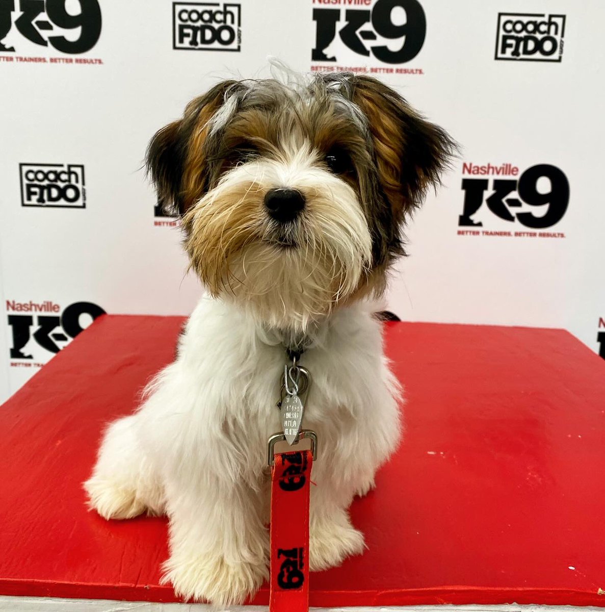 Congratulations, Cooper! You graduated!! 

#morky #morkypuppy #puppy #dogtraining #nashville #nashvilledogtraining  #franklin #brentwood #obedience #nashvilledogtrainer #positivereinforcement #clickertraining #agility #behavior #bettertrainers #betterresults #NashvilleK9