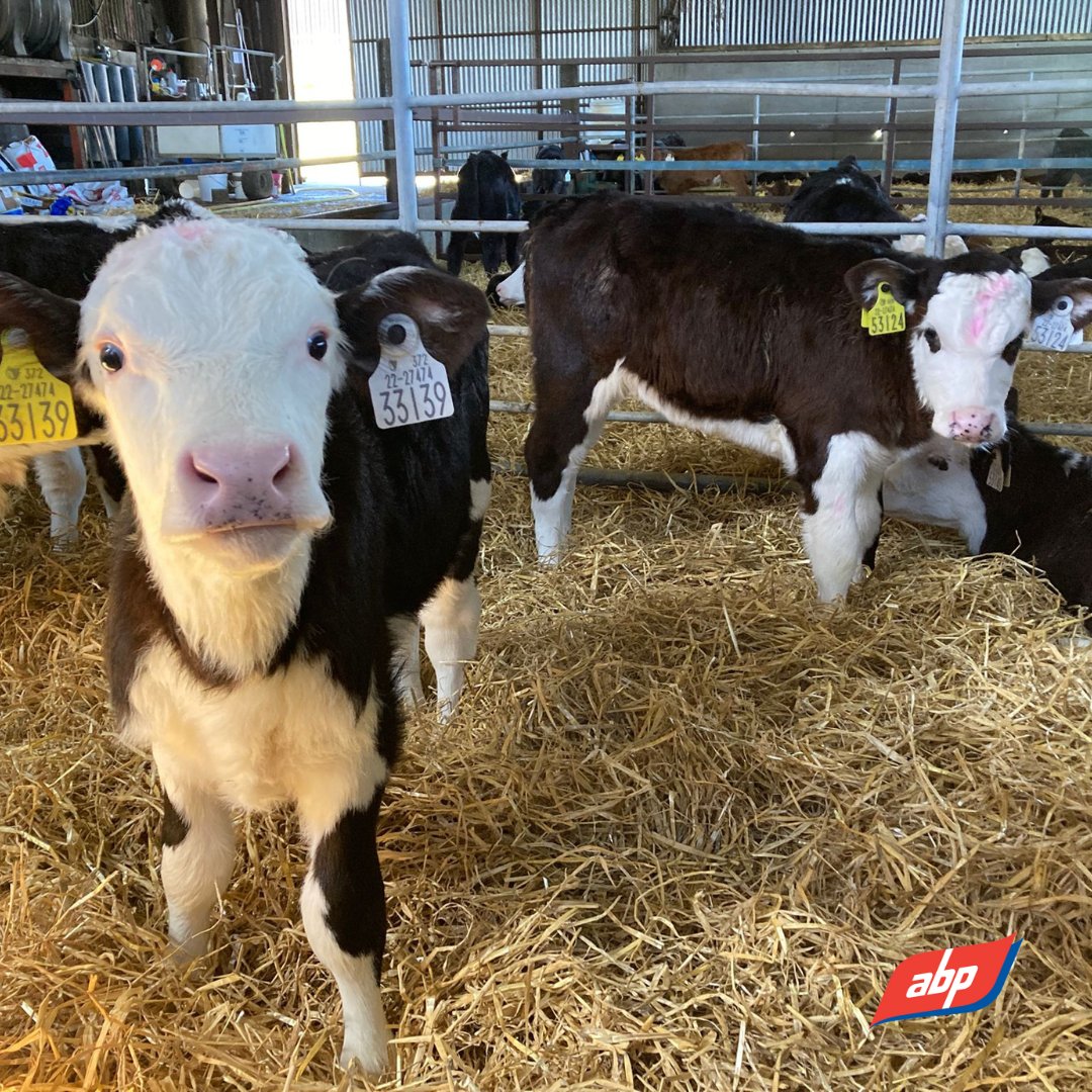 Meet our new arrivals on the Demo Farm - 20 Hereford calves from @I_Herefordprime Breeding Programme! 🐮 ⚖️Arrived at 3 weeks, 62kg. 🧬8 heifers, 12 bulls sired by HE8935 & HE8547, high beef index sires. Looking forward to seeing how they perform through the trials.📊