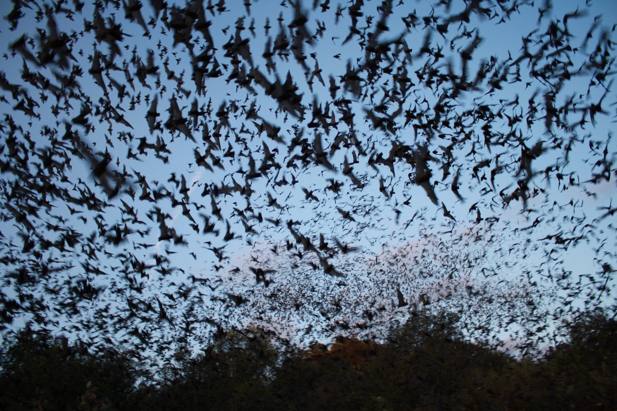 While it may seem counterintuitive, fire can create ideal habitats for our bat buddies. With the reduction of clutter & creation of open forests, bats have opportunity to roost in newly formed snags & feast on flying insects. #BatAppreciationDay 📸 Ann Froschauer/USFWS
