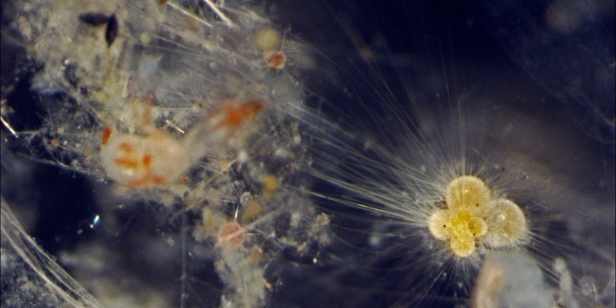 They may be tiny, but marine plankton behaviour could hold the key to predicting future sea life extinctions.🌊 Experts found that plankton migrated to Antarctica during one of the Earth’s hottest periods before a mass-extinction event. 👉brnw.ch/21wIUFr