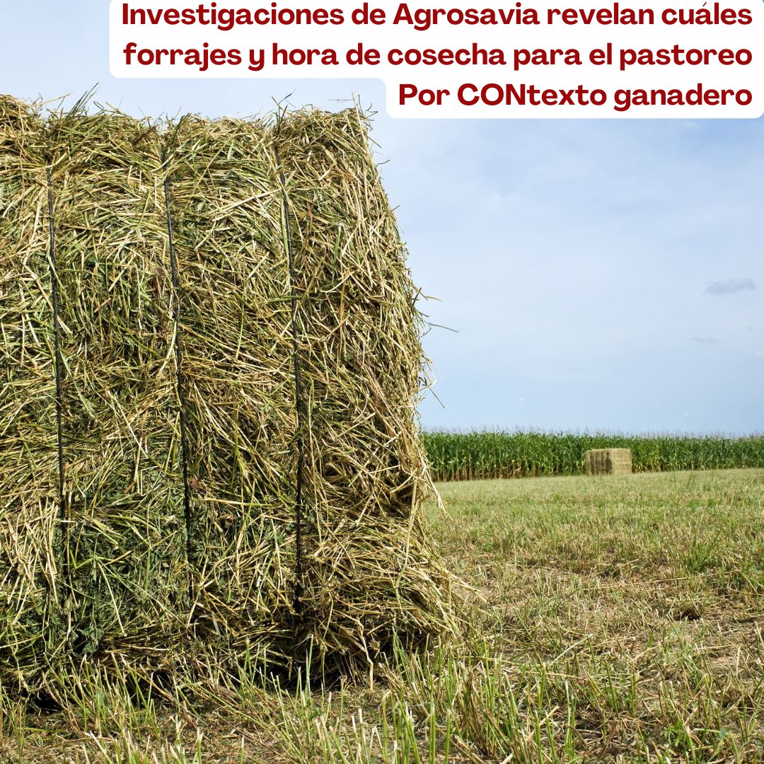 PL_Chiquinquira's tweet photo. Nuestro objetivo: empoderar a los productores con conocimiento, guiándolos en la gestión y uso eficiente de pasturas y arbustivas para una alimentación animal de precisión.
@contganadero @fedegan_pl_puertoboyaca @jf_lafaurie #Agrosavia #Investigación #GradosBrix #Sostenibilidad https://t.co/B5TwG20BBP