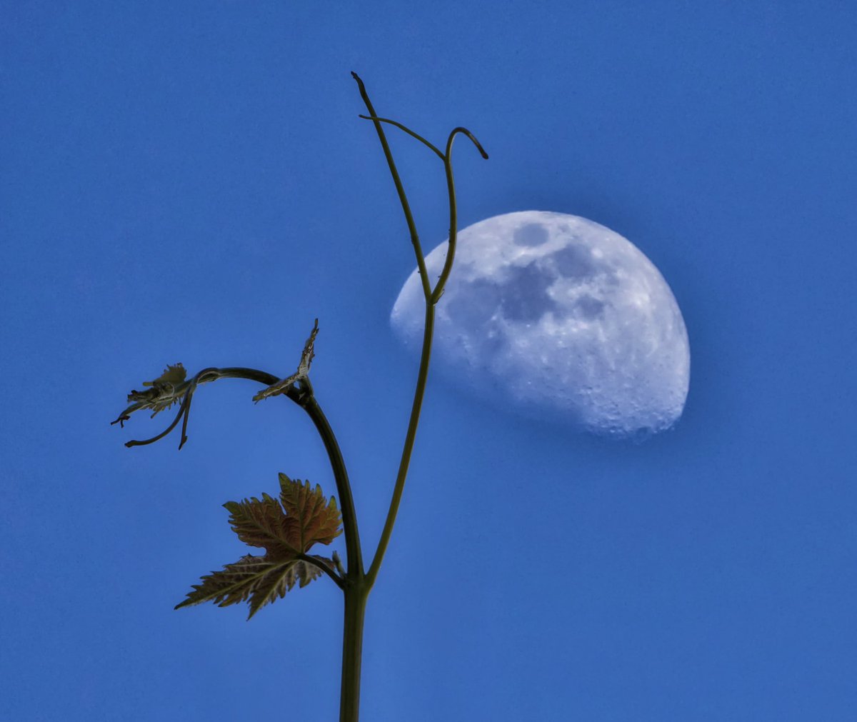 Vid selenita...
.
.
#buongiorno #foto #luna #moonlight #sky  #lunadeabril #moon #buenosdias  #blue #fotografia  #goodmorning #instagram  #photography  #instamoon #artphoto   #photo #lunacreciente #soledad #crescentmoon #moonmagic  #moonlovers #parra #vid #green #verde