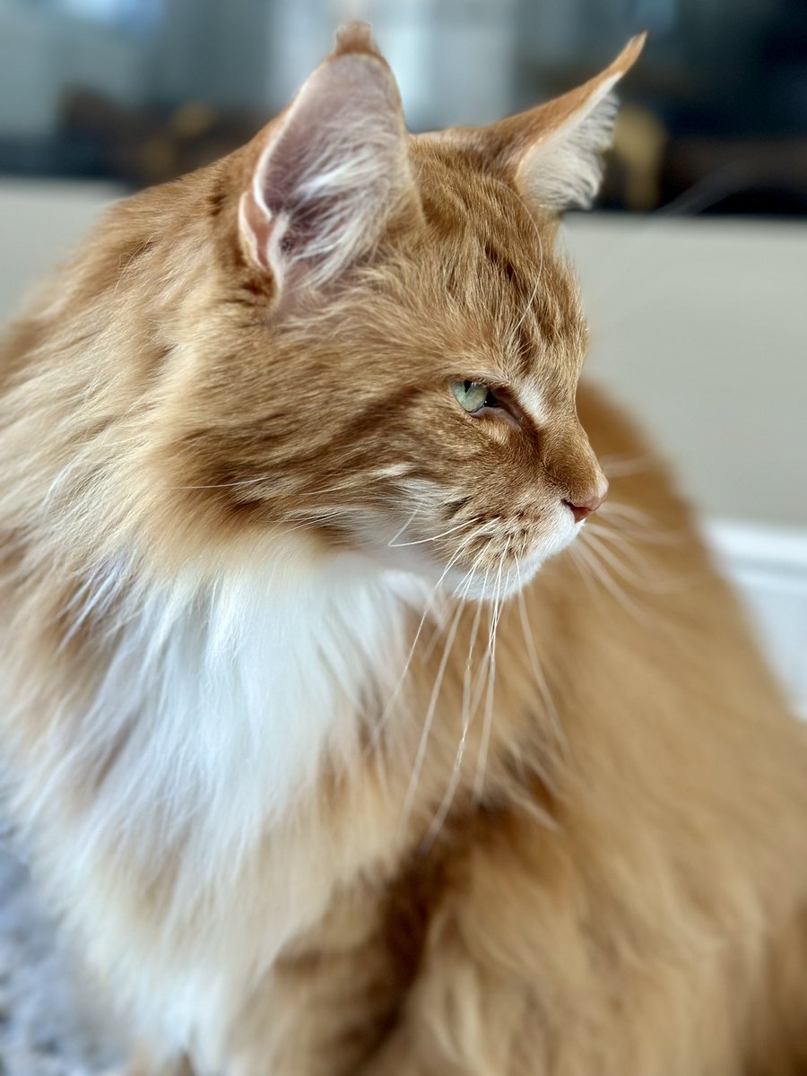 Gizmo is king of the whiskers and king of the killer 1000 yard stare!! Whatever is in his sights (not Dadmin for a change!) is in trouble! 😹😹🦁🦁 #WhiskersWednesday #teamfloof #CatsOfTwitter