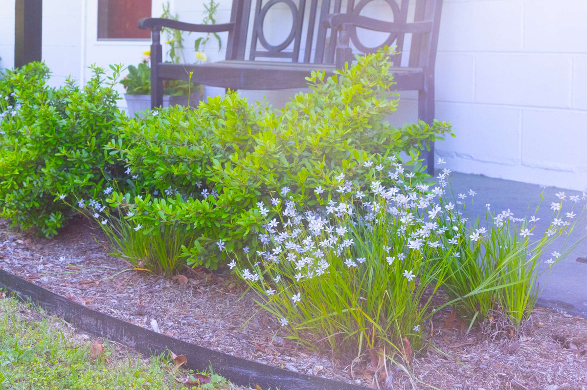 Looking for a spring perennial to give some color to your landscaping? Blue-eyed grass (Sisyrinchium angustifolium) is a beautiful native that looks great in a variety of settings.

#NaturallyKiawah #Kiawah #Wildlife #Nature #protectwhatyoulove