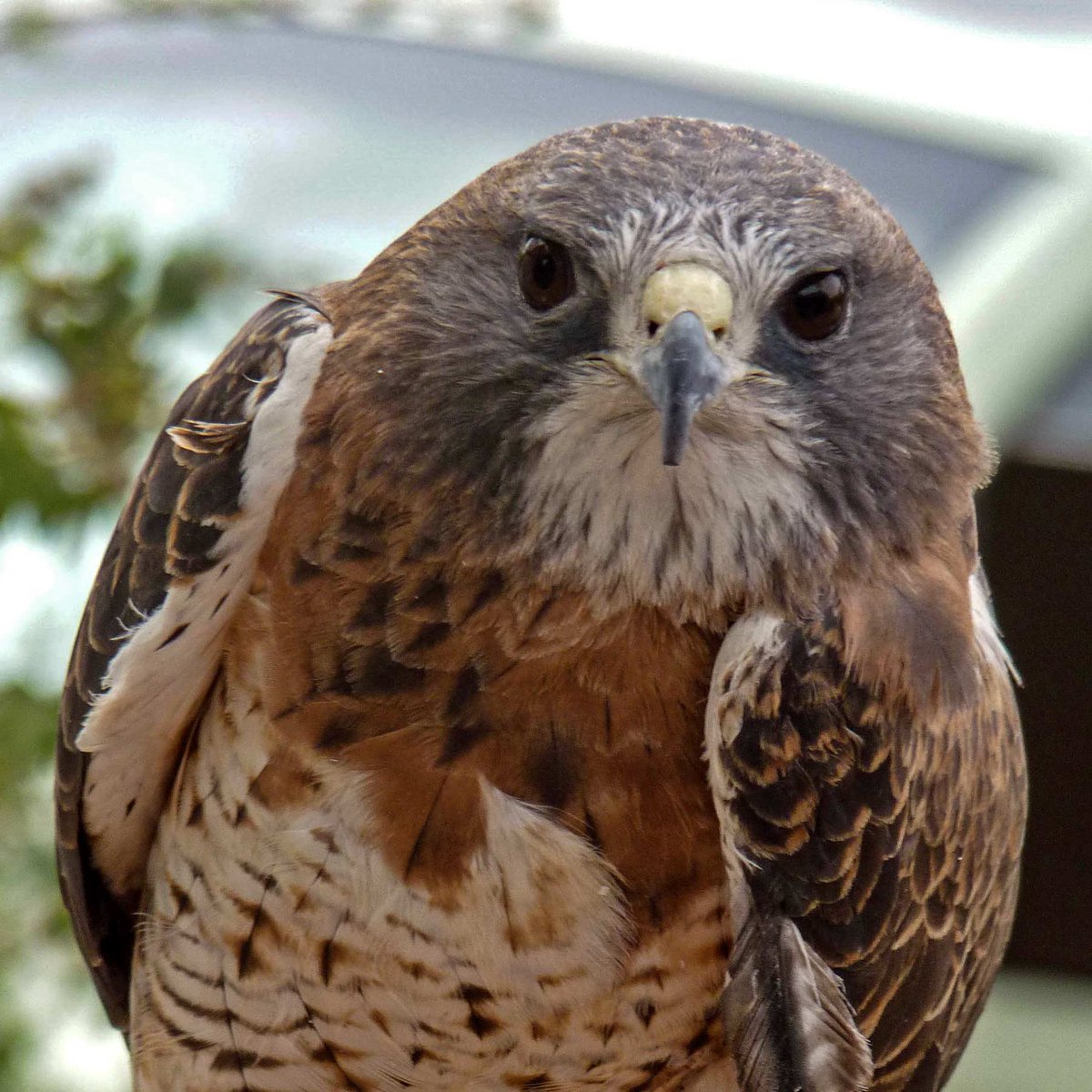 Hawk with the local Raptor Rescue at the Rio Grande Nature Center in Albuquerque.

#birds #birdsofprey #raptors #wildlife #Albuquerque #NewMexico #nature #daytrip