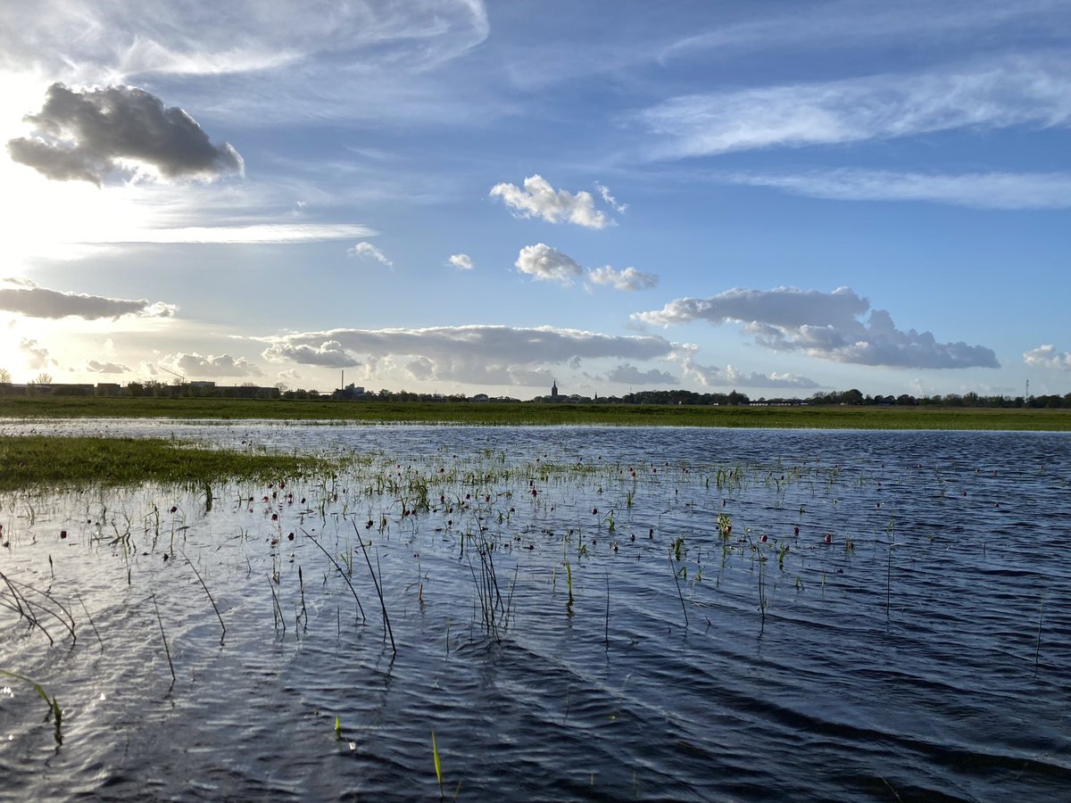 Science4Nature's tweet photo. @rossenaar @ProvincieOV @staatsbosbeheer Ja! Dat klopt! Bloei lijkt op deze locatie wat minder en in ieder geval plaatselijk behoorlijk nat https://t.co/dSh4CVYldp