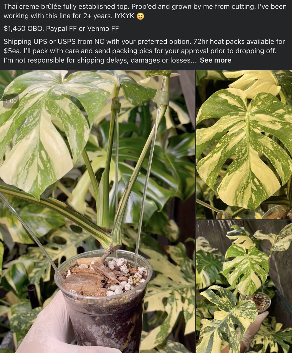 random rabbit hole of the week: rare plant facebook groups