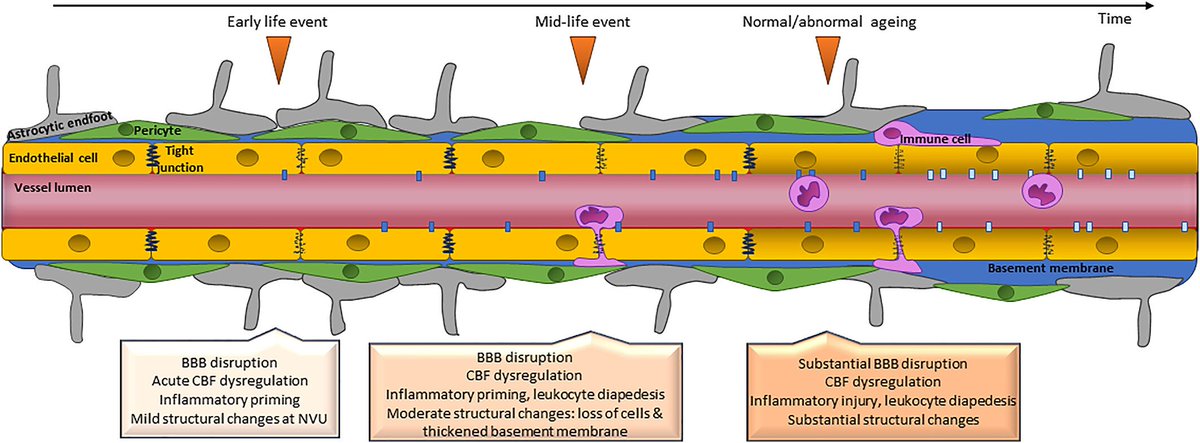 Developmental priming of early cerebrovascular ageing: Implications across a lifetime @helenbstolp @esolitolab | @QMUL onlinelibrary.wiley.com/doi/10.1002/gp…